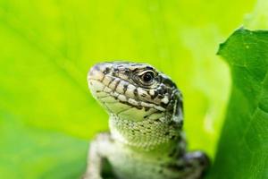 lizard on the grass photo