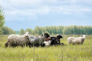 Lambs and sheep green grass photo