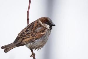 Sparrow on the tree photo