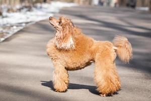 perro caniche en el parque foto