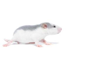 rat on white background photo