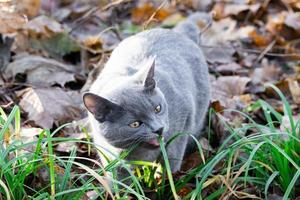 cat Russian blue photo