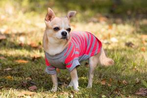 Chihuahua dog on the grass photo