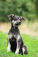puppy on the grass photo