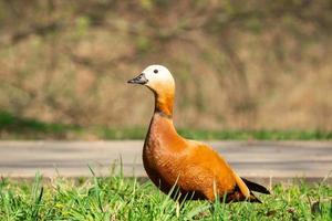 pato en la orilla foto