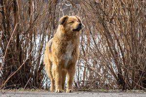 a dog on the nature photo