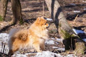 perro en el parque foto