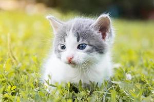 kitten on the grass photo