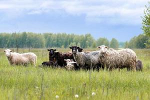 Lambs and sheep green grass photo
