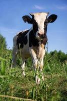 calf in the meadow photo