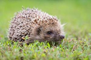 hedgehog on the grass. photo