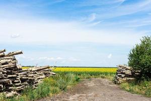 cortar troncos en la naturaleza foto