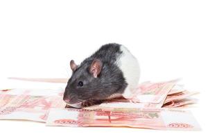 Rat with money photo