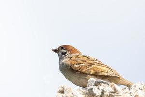 Sparrow in the bushes photo