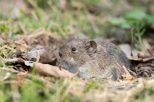 The striped field mouse photo