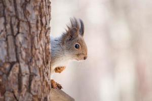 squirrel on a tree spring photo