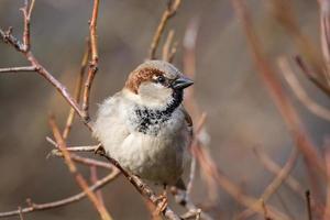 Sparrow on the tree photo