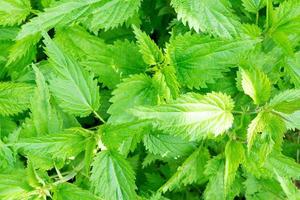 the texture of the nettle photo