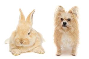 the dog and the rabbit photo