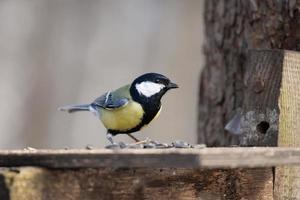 carbonero parus major foto