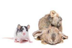 animals on isolated white background photo