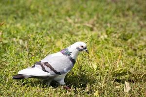 white dove on the grass photo