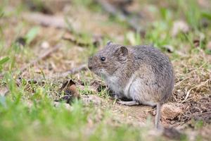 el raton de campo rayado foto