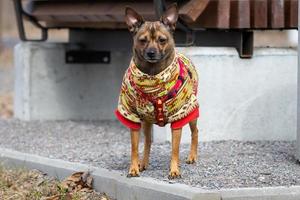 Russian Toy Terrier photo