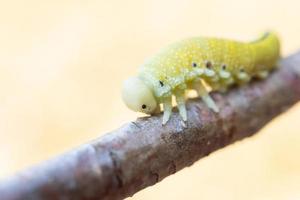 cimbex femoratus abedul mosca de sierra orugas foto