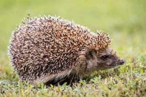 hedgehog on the grass photo