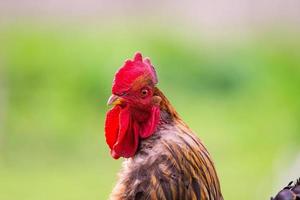 cock on the grass photo