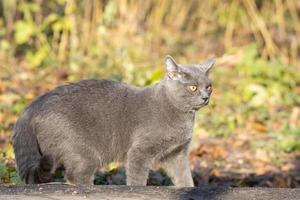 cat Russian blue photo