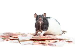 Rat with money photo