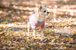 perro chihuahua en la hierba foto