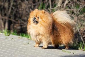 lindo perro spitz en la naturaleza foto