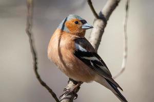 Chaffinch on a branch photo