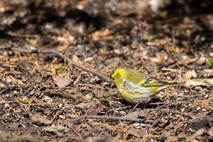 Eurasian Siskin on the ground photo