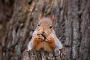 squirrel in autumn Park photo