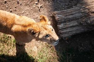 Young lion cub wild photo