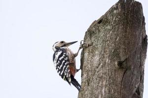 Great Spotted Woodpecker Dendrocopos major photo