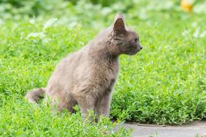 grey cat on grass photo