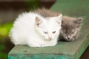 gatito blanco con ojos diferentes foto