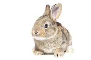 rabbit on white background photo