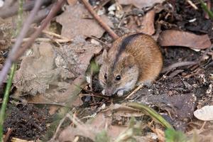 The striped field mouse photo
