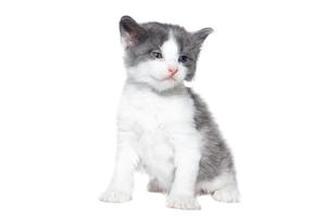 gatito sobre un fondo blanco foto
