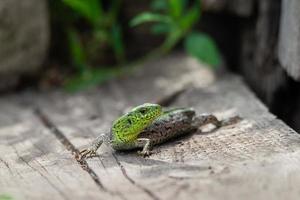 lizard on the grass photo