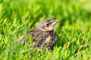 nestling thrush the Fieldfare photo