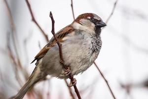 Sparrow on the tree photo