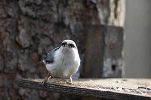 trepador, sitta europaea foto