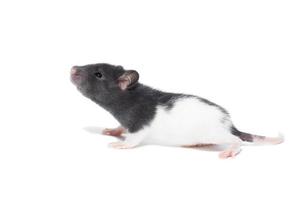 rat on white background photo